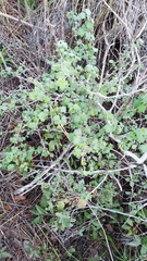 Ribes divaricatum pubiflorum