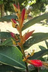 Heliconia schumanniana