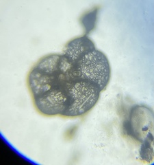 Cribrostomoides jeffreysii