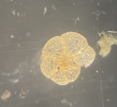 Cribrostomoides jeffreysii
