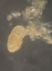 Cribrostomoides jeffreysii