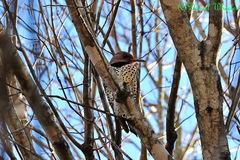 Colaptes auratus