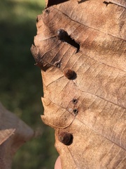 Caryomyia antennata