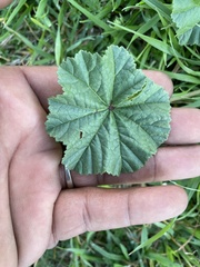 Malva parviflora