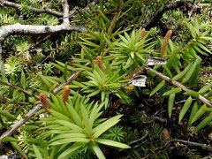 Podocarpus acutifolius