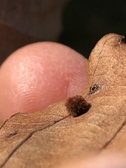 Caryomyia antennata