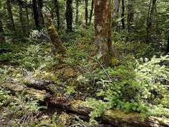 Podocarpus acutifolius