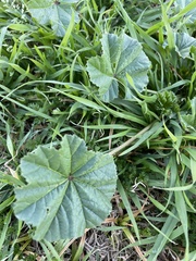 Malva parviflora