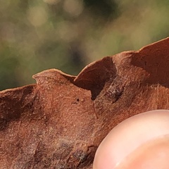 Caryomyia antennata