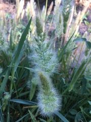 Polypogon monspeliensis