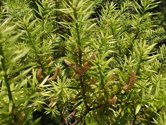 Podocarpus acutifolius