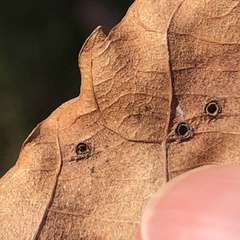 Caryomyia antennata