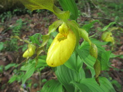 Cypripedium parviflorum pubescens