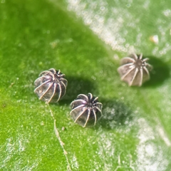 Kaniska canace