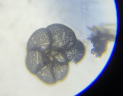 Cribrostomoides jeffreysii