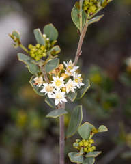 Pomaderris forrestiana