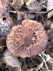 Tricholoma transmutans