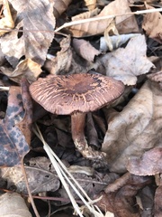 Tricholoma transmutans