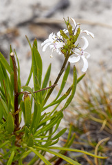 Goodenia scapigera