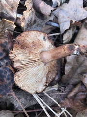 Tricholoma transmutans