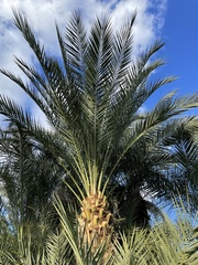 Phoenix dactylifera