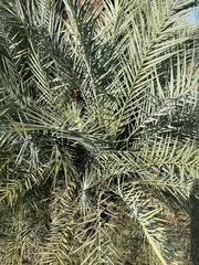 Phoenix dactylifera