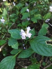 Ruellieae