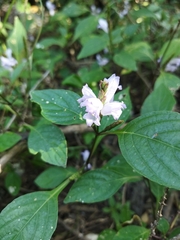 Ruellieae