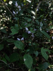Ruellieae