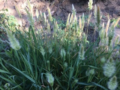 Polypogon monspeliensis