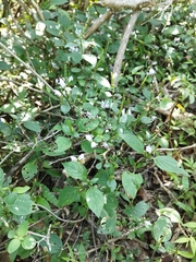 Ruellieae