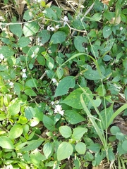 Ruellieae