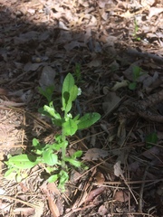 Myosotis verna