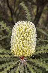 Banksia speciosa