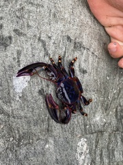 Petrolisthes violaceus
