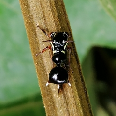 Heteronotus