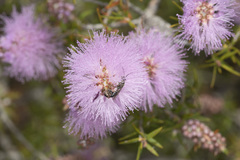 Melaleuca striata