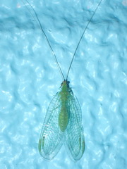 Leucochrysa floridana