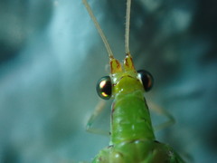 Leucochrysa floridana