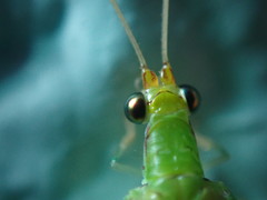 Leucochrysa floridana