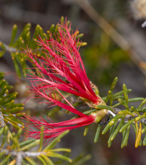Melaleuca gracilis