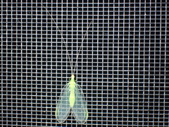 Leucochrysa floridana