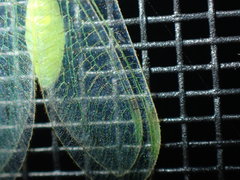 Leucochrysa floridana