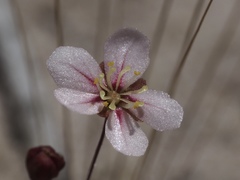 Drosera occidentalis