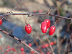 Berberis thunbergii