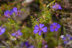 Platytheca galioides