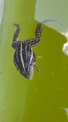 Leptodactylus gracilis