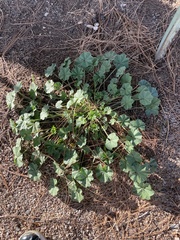 Malva parviflora