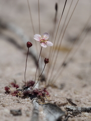 Drosera occidentalis