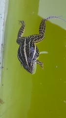 Leptodactylus gracilis